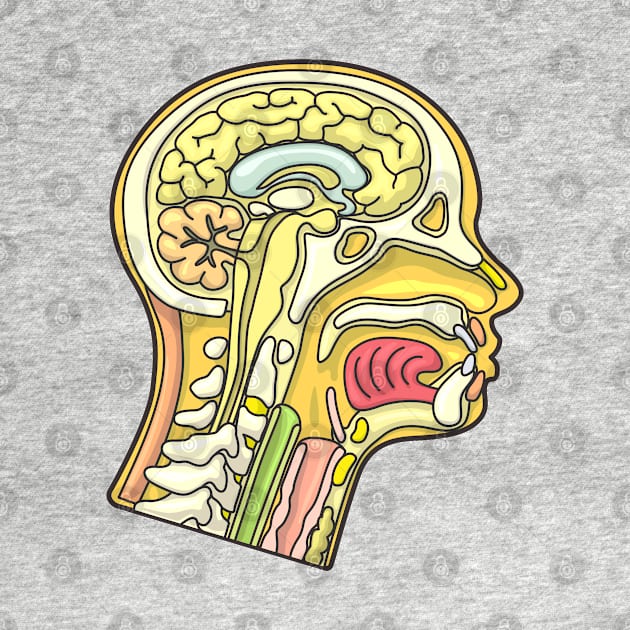 Human Head Anatomy Cross Section Illustration by taylorcustom